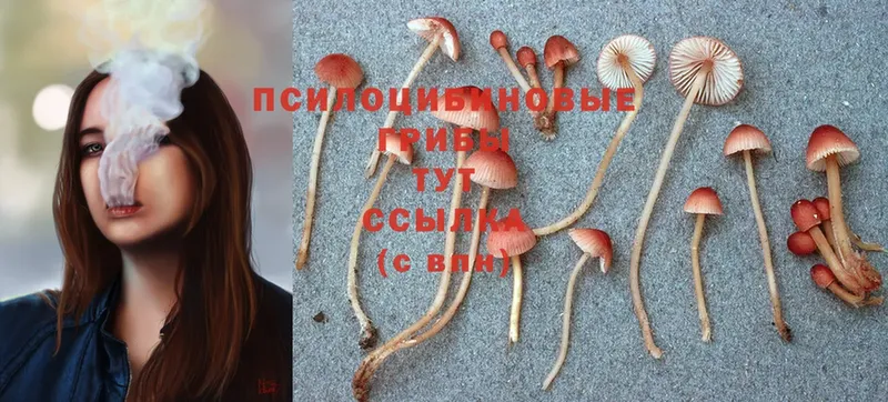 Галлюциногенные грибы Psilocybine cubensis  KRAKEN   Гвардейск  даркнет сайт 