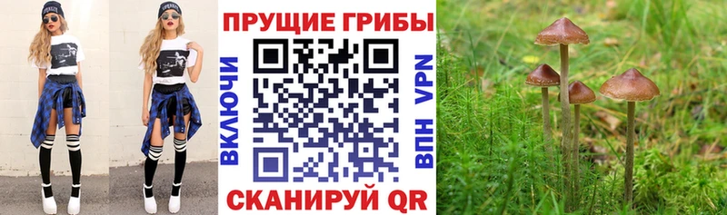 кракен ССЫЛКА  закладки  Гвардейск  Галлюциногенные грибы прущие грибы 